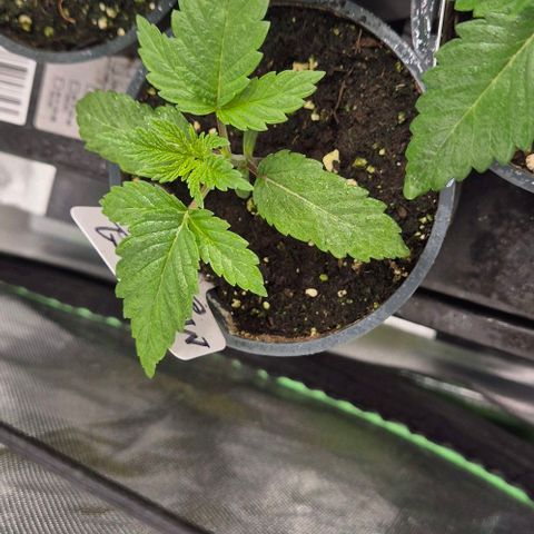 Mimosa evo Photo ♥️ Barney's Farm  growlog timeline photo