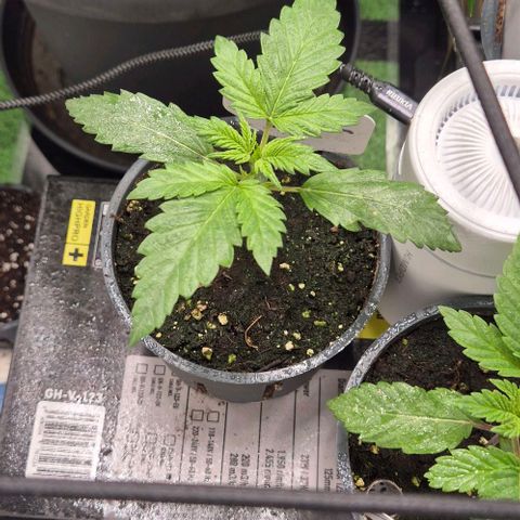 Runtzi Auto ♥️ Barney's Farm  growlog timeline photo
