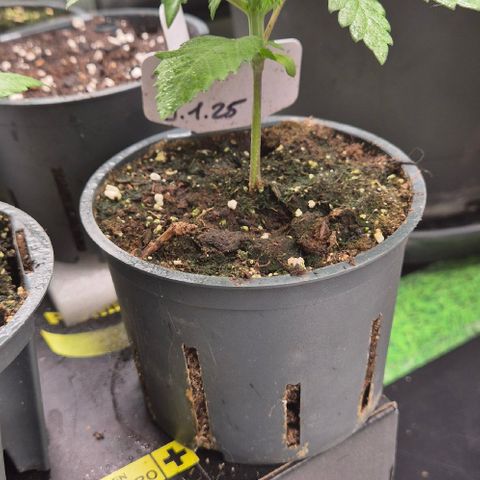 Runtzi Auto ♥️ Barney's Farm  growlog timeline photo