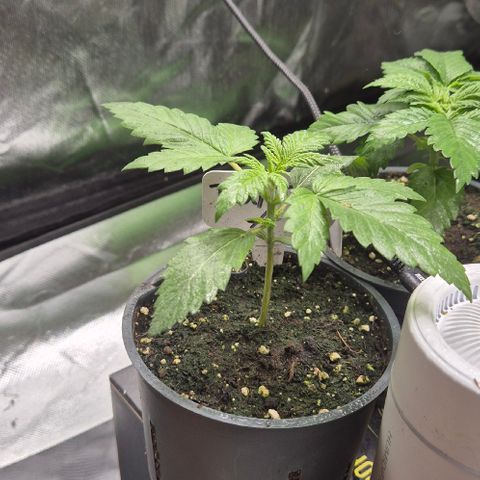 Runtzi Auto ♥️ Barney's Farm  growlog timeline photo