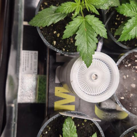 Runtzi Auto ♥️ Barney's Farm  growlog timeline photo