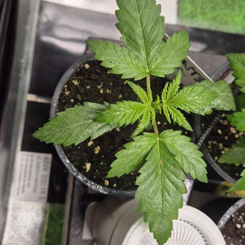 Runtzi Auto ♥️ Barney's Farm  growlog timeline photo