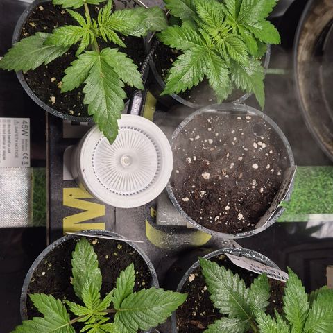 Runtzi Auto ♥️ Barney's Farm  growlog timeline photo