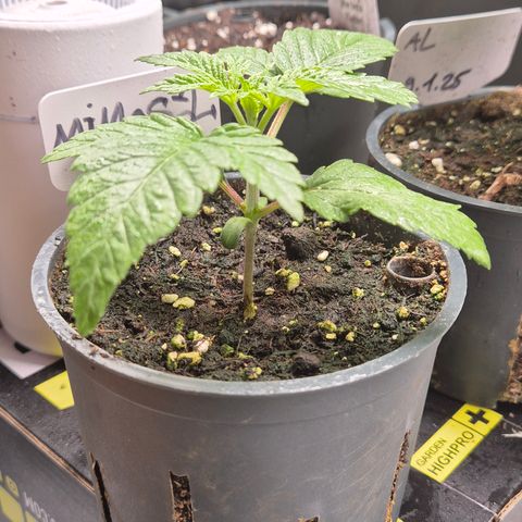 Mimosa evo Photo ♥️ Barney's Farm  growlog timeline photo