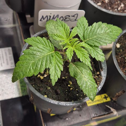 Mimosa evo Photo ♥️ Barney's Farm  growlog timeline photo