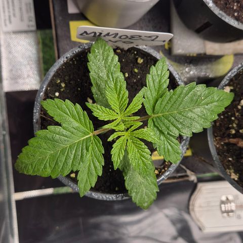 Mimosa evo Photo ♥️ Barney's Farm  growlog timeline photo