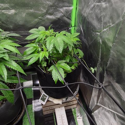Kushi 😶‍🌫️(rest n. Teilernte/ critical kush, 9.1.24 🎁, Kümmerling) growlog timeline photo