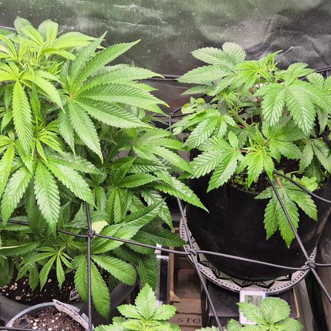 Kushi 😶‍🌫️(rest n. Teilernte/ critical kush, 9.1.24 🎁, Kümmerling) growlog timeline photo