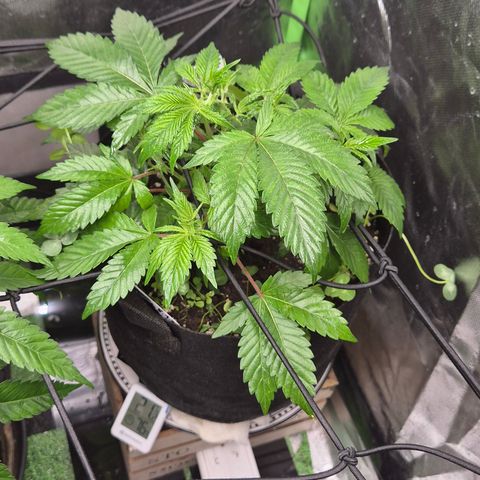 Kushi 😶‍🌫️(rest n. Teilernte/ critical kush, 9.1.24 🎁, Kümmerling) growlog timeline photo