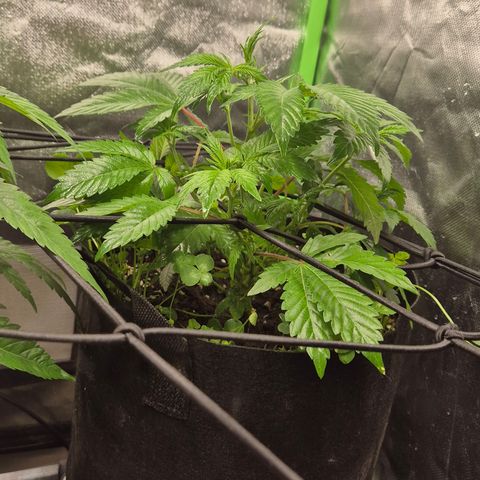 Kushi 😶‍🌫️(rest n. Teilernte/ critical kush, 9.1.24 🎁, Kümmerling) growlog timeline photo