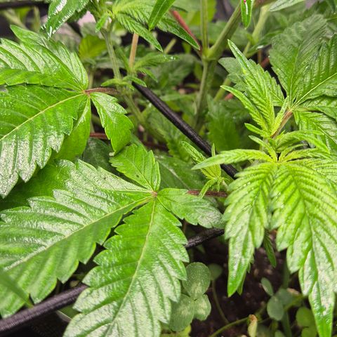 Kushi 😶‍🌫️(rest n. Teilernte/ critical kush, 9.1.24 🎁, Kümmerling) growlog timeline photo