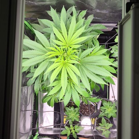 Karli - SHISKABERRY (auto) growlog timeline photo
