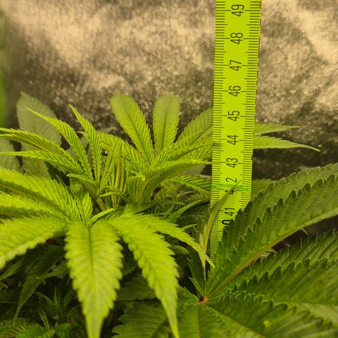 Karli - SHISKABERRY (auto) growlog timeline photo