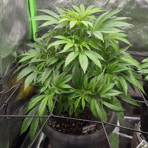 Karli - SHISKABERRY (auto) growlog timeline photo