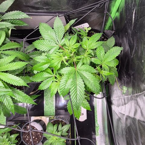 Kushi 😶‍🌫️(rest n. Teilernte/ critical kush, 9.1.24 🎁, Kümmerling) growlog timeline photo