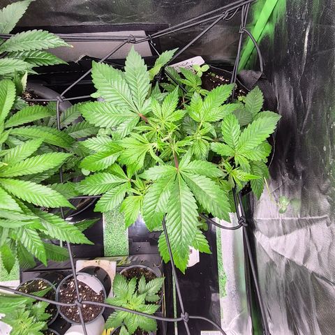 Kushi 😶‍🌫️(rest n. Teilernte/ critical kush, 9.1.24 🎁, Kümmerling) growlog timeline photo