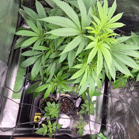 Karli - SHISKABERRY (auto) growlog timeline photo