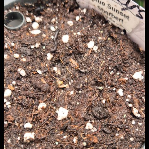 🌅Sherbi photo, blue sunset sherbert, Barneys farm  growlog timeline photo