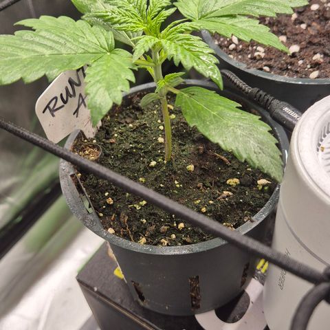 Runtzi Auto ♥️ Barney's Farm  growlog timeline photo