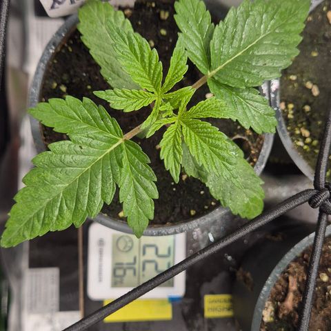 Mimosa evo Photo ♥️ Barney's Farm  growlog timeline photo