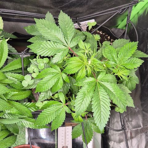 Kushi 😶‍🌫️(rest n. Teilernte/ critical kush, 9.1.24 🎁, Kümmerling) growlog timeline photo
