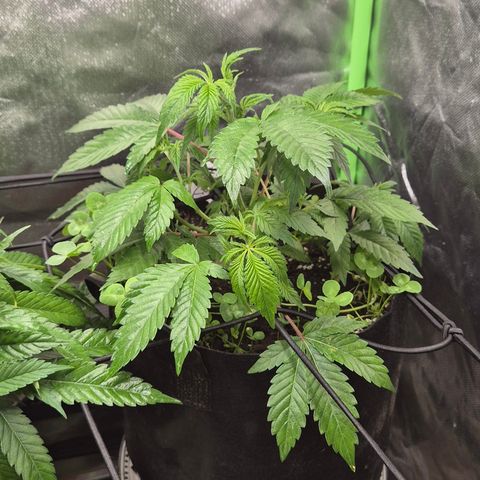 Kushi 😶‍🌫️(rest n. Teilernte/ critical kush, 9.1.24 🎁, Kümmerling) growlog timeline photo