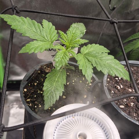 Runtzi Auto ♥️ Barney's Farm  growlog timeline photo
