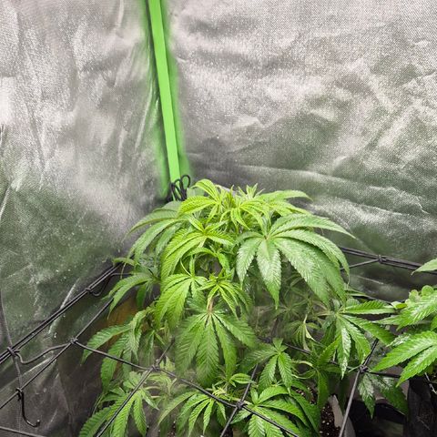 Karli - SHISKABERRY (auto) growlog photo: Entlaubt, es war einfach zuviel 😅