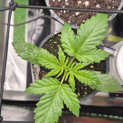 Runtzi Auto ♥️ Barney's Farm  growlog timeline photo