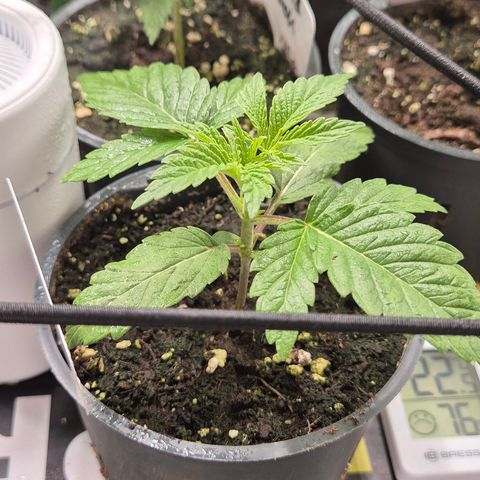 Mimosa evo Photo ♥️ Barney's Farm  growlog timeline photo