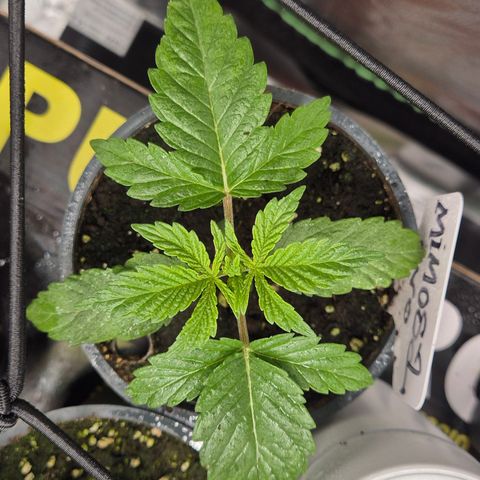 Mimosa evo Photo ♥️ Barney's Farm  growlog timeline photo