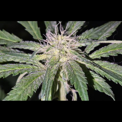 Strawberry Marshmallow growlog timeline photo
