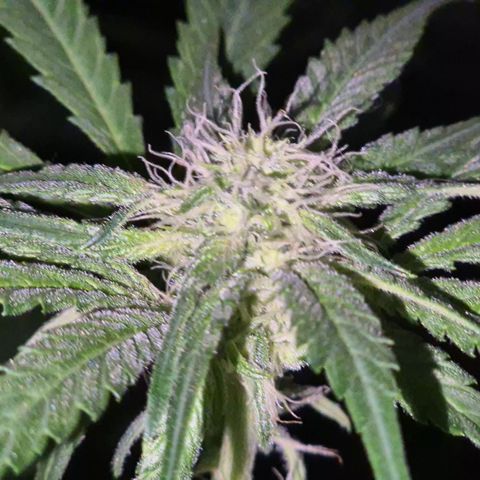 Strawberry Marshmallow growlog timeline photo
