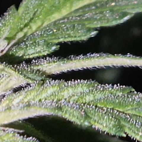 Strawberry Marshmallow growlog timeline photo