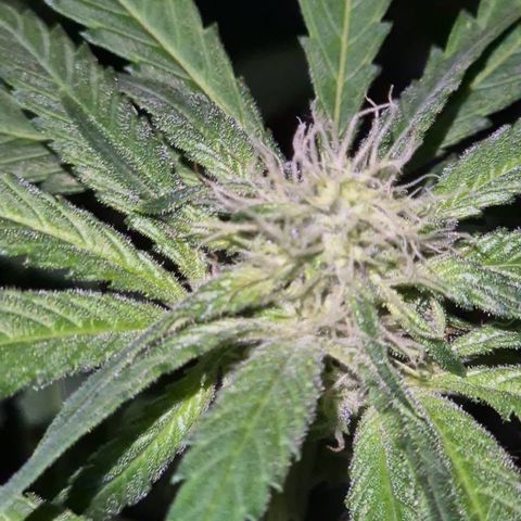 Strawberry Marshmallow growlog timeline photo