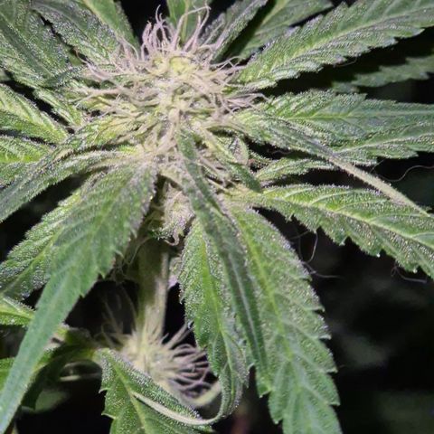 Strawberry Marshmallow growlog timeline photo