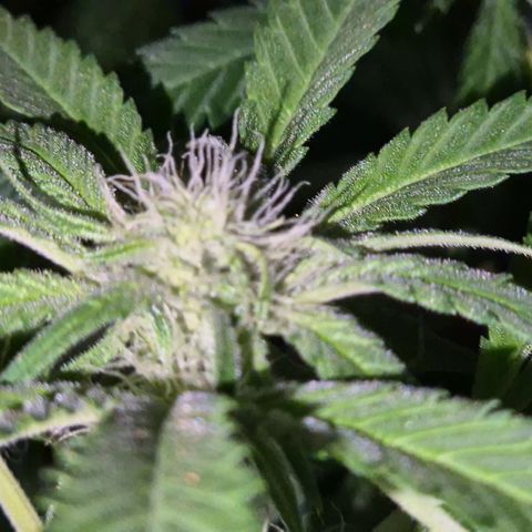 Strawberry Marshmallow growlog timeline photo