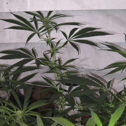 Puple punch  6 growlog photo: 🤩