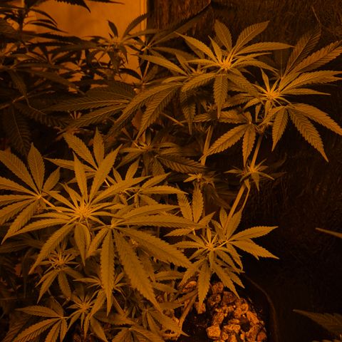Bonsai Surprised moon, amnesia lemon  growlog timeline photo