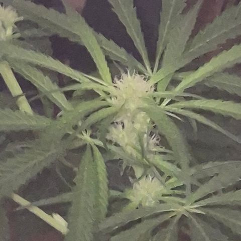Puple punch  6 growlog photo: 🤩