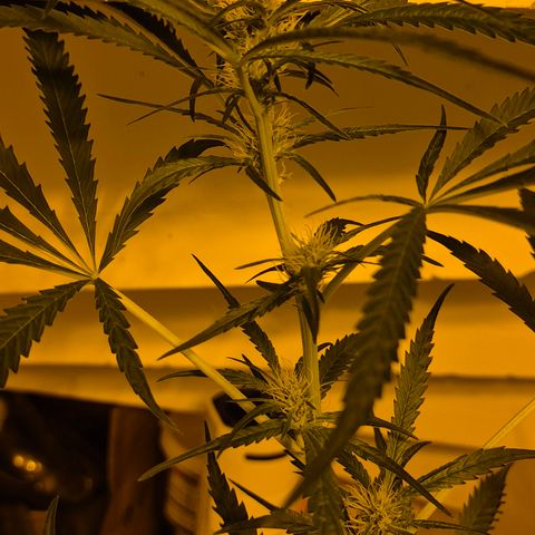 Puple punch  6 growlog timeline photo