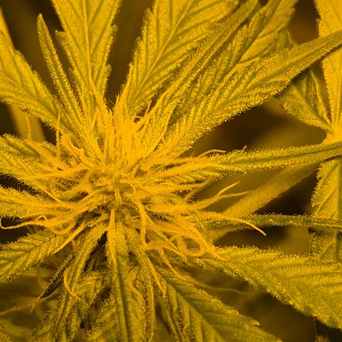 Bonsai Surprised moon, amnesia lemon  growlog timeline photo