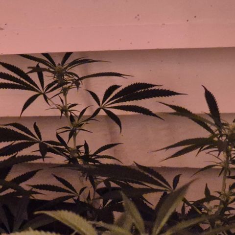 Puple punch  6 growlog photo: 🤩