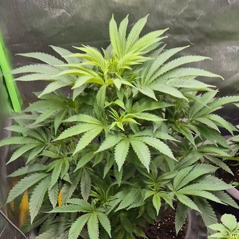 Karli - SHISKABERRY (auto) growlog photo: Und heute morgen sah sie schon wieder viel glücklicher aus! 😍