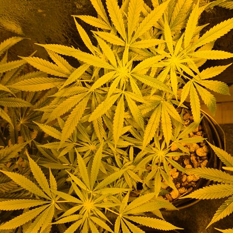 Bonsai Surprised moon, amnesia lemon  growlog timeline photo