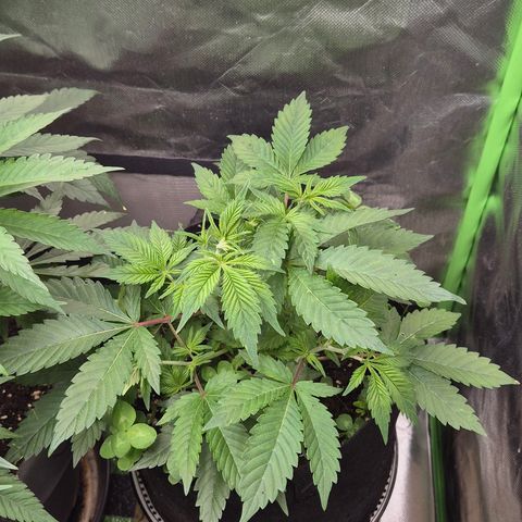 Kushi 😶‍🌫️(rest n. Teilernte/ critical kush, 9.1.24 🎁, Kümmerling) growlog timeline photo