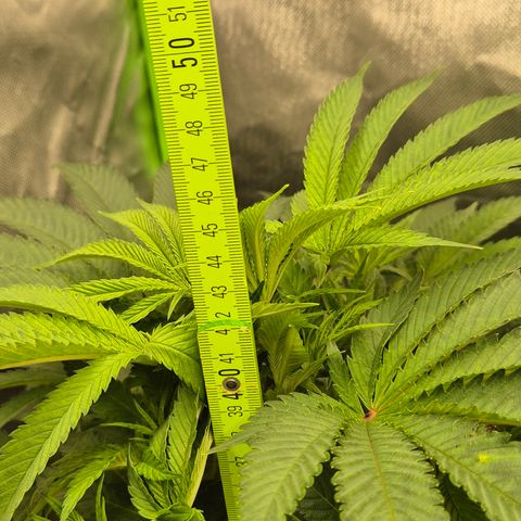 Karli - SHISKABERRY (auto) growlog timeline photo