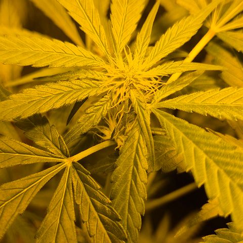 Bonsai Surprised moon, amnesia lemon  growlog timeline photo