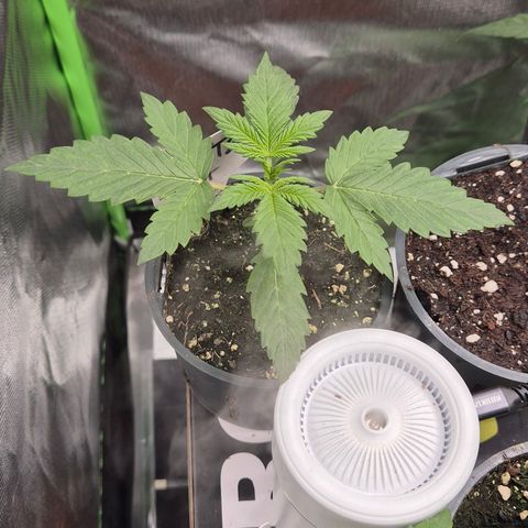 Runtzi Auto ♥️ Barney's Farm  growlog timeline photo