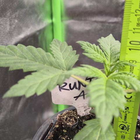 Runtzi Auto ♥️ Barney's Farm  growlog timeline photo